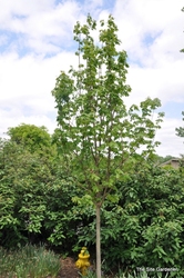 Acer saccharum 'Fall Fiesta' — photo 2